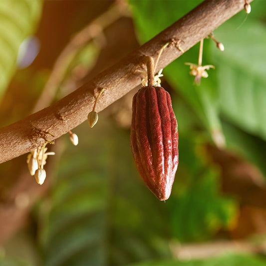 Kakaoblüte und Frucht am Baum