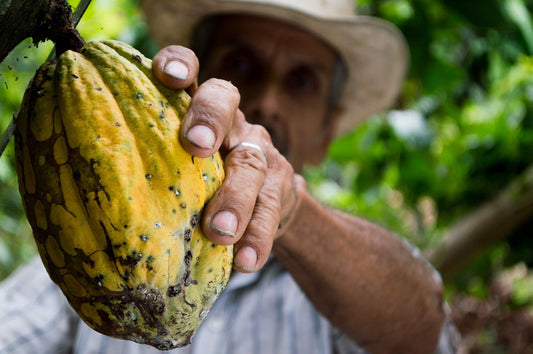 Kakaofrucht mit Mann im Hintergrund